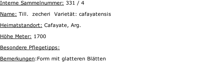 Interne Sammelnummer: 331 / 4  Name: Till.  zecheri  Varietät: cafayatensis  Heimatstandort: Cafayate, Arg.    Höhe Meter: 1700  Besondere Pflegetipps:   Bemerkungen:Form mit glatteren Blätten