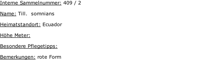 Interne Sammelnummer: 409 / 2  Name: Till.  somnians   Heimatstandort: Ecuador    Höhe Meter:   Besondere Pflegetipps:   Bemerkungen: rote Form