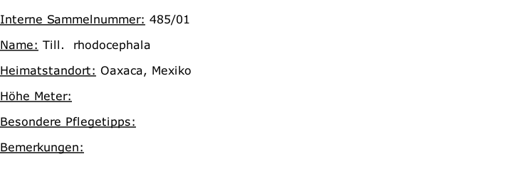 Interne Sammelnummer: 485/01  Name: Till.  rhodocephala  Heimatstandort: Oaxaca, Mexiko  Höhe Meter:   Besondere Pflegetipps:   Bemerkungen: