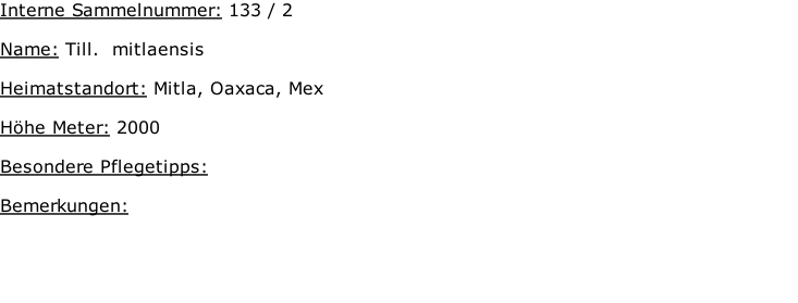 Interne Sammelnummer: 133 / 2  Name: Till.  mitlaensis    Heimatstandort: Mitla, Oaxaca, Mex    Höhe Meter: 2000  Besondere Pflegetipps:   Bemerkungen: