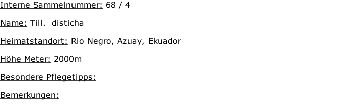 Interne Sammelnummer: 68 / 4  Name: Till.  disticha    Heimatstandort: Rio Negro, Azuay, Ekuador  Höhe Meter: 2000m  Besondere Pflegetipps:   Bemerkungen: