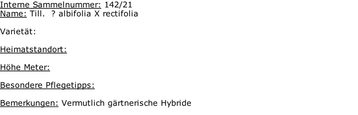 Interne Sammelnummer: 142/21 Name: Till.  ? albifolia X rectifolia   Varietät:   Heimatstandort:    Höhe Meter:  Besondere Pflegetipps:  Bemerkungen: Vermutlich gärtnerische Hybride