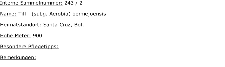 Interne Sammelnummer: 243 / 2  Name: Till.  (subg. Aerobia) bermejoensis    Heimatstandort: Santa Cruz, Bol.    Höhe Meter: 900  Besondere Pflegetipps:   Bemerkungen: