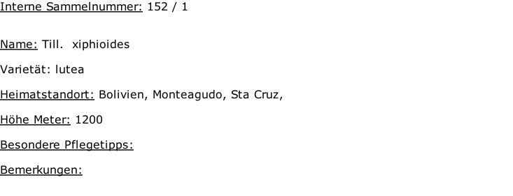 Interne Sammelnummer: 152 / 1   Name: Till.  xiphioides    Varietät: lutea  Heimatstandort: Bolivien, Monteagudo, Sta Cruz,    Höhe Meter: 1200  Besondere Pflegetipps:   Bemerkungen: